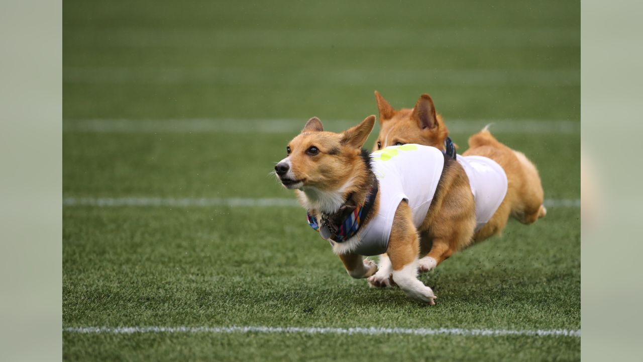 Chargers Host Corgi Cup During NFL Halftime