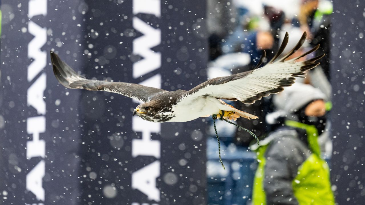 Seahawks' real-life hawk mascot, Taima, flies into the stands and