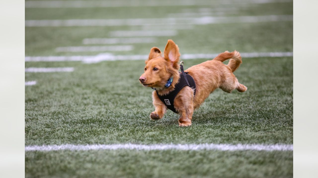 Seahawks - 12th Dog!