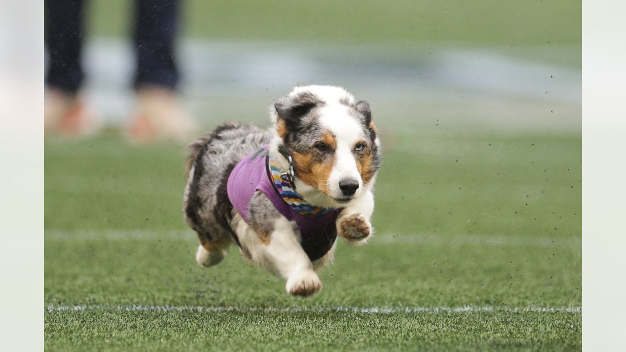 The Seahawks Dancers on X: What we've all been waiting for OUR CORGI  CUP WINNER 