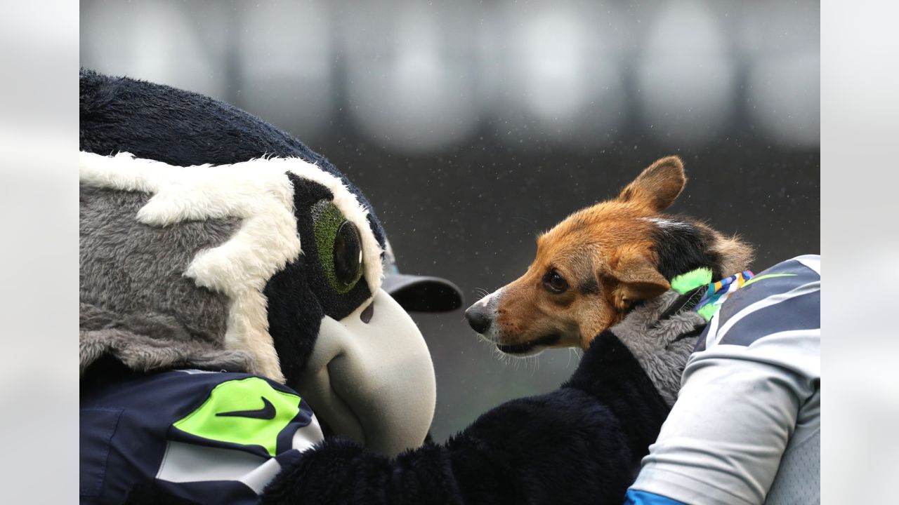 The Seahawks Dancers on X: What we've all been waiting for OUR CORGI  CUP WINNER 