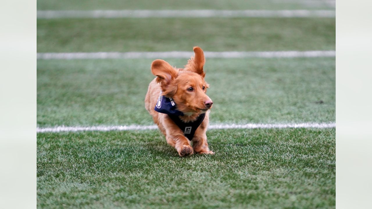 Seattle Seahawks sports pet supplies for dogs