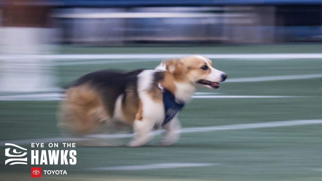 Seattle Seahawks on X: K9 doing K9 things 