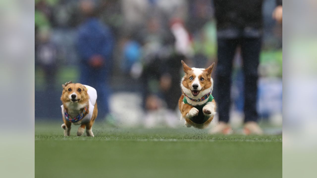 Chargers Host Corgi Cup During NFL Halftime