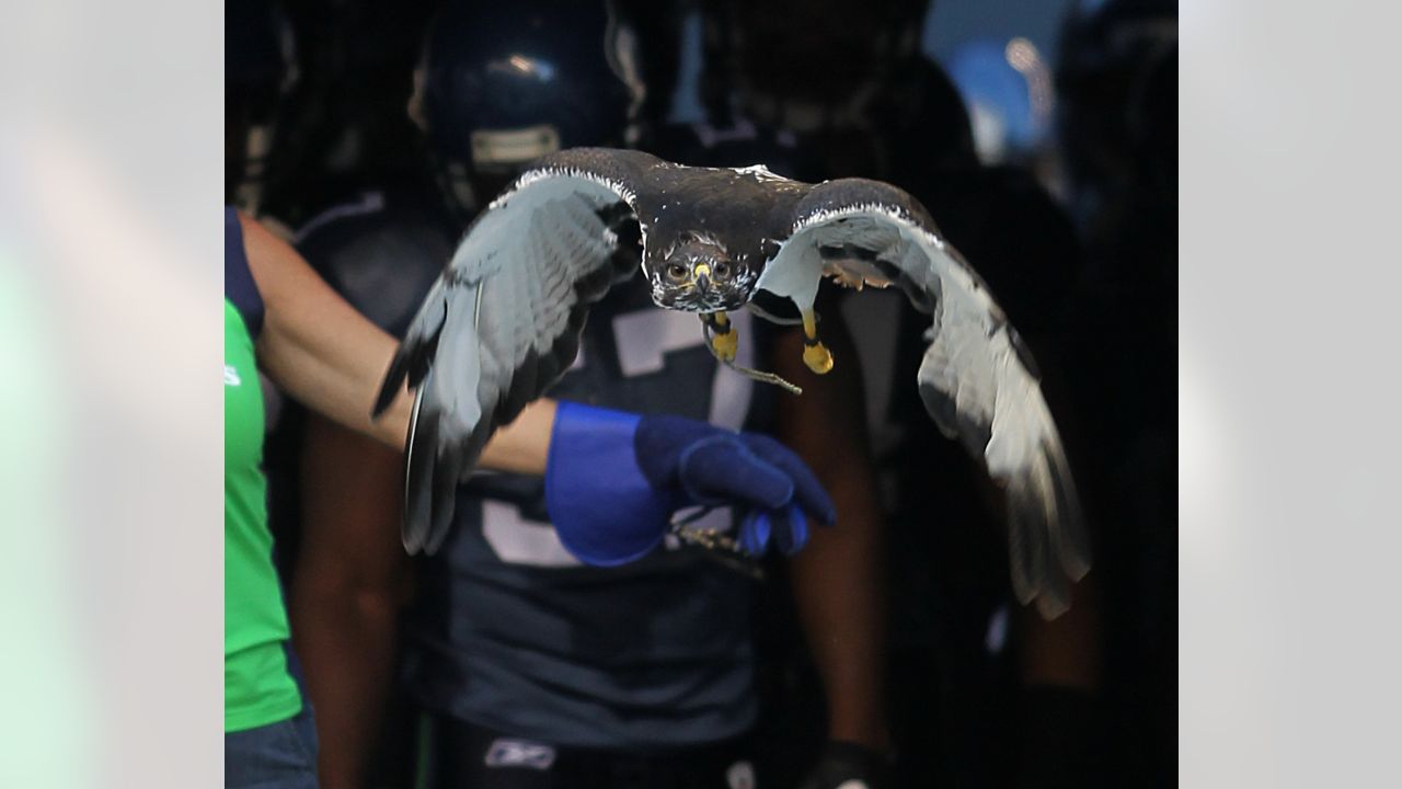 Seahawks' real-life hawk mascot, Taima, flies into the stands and