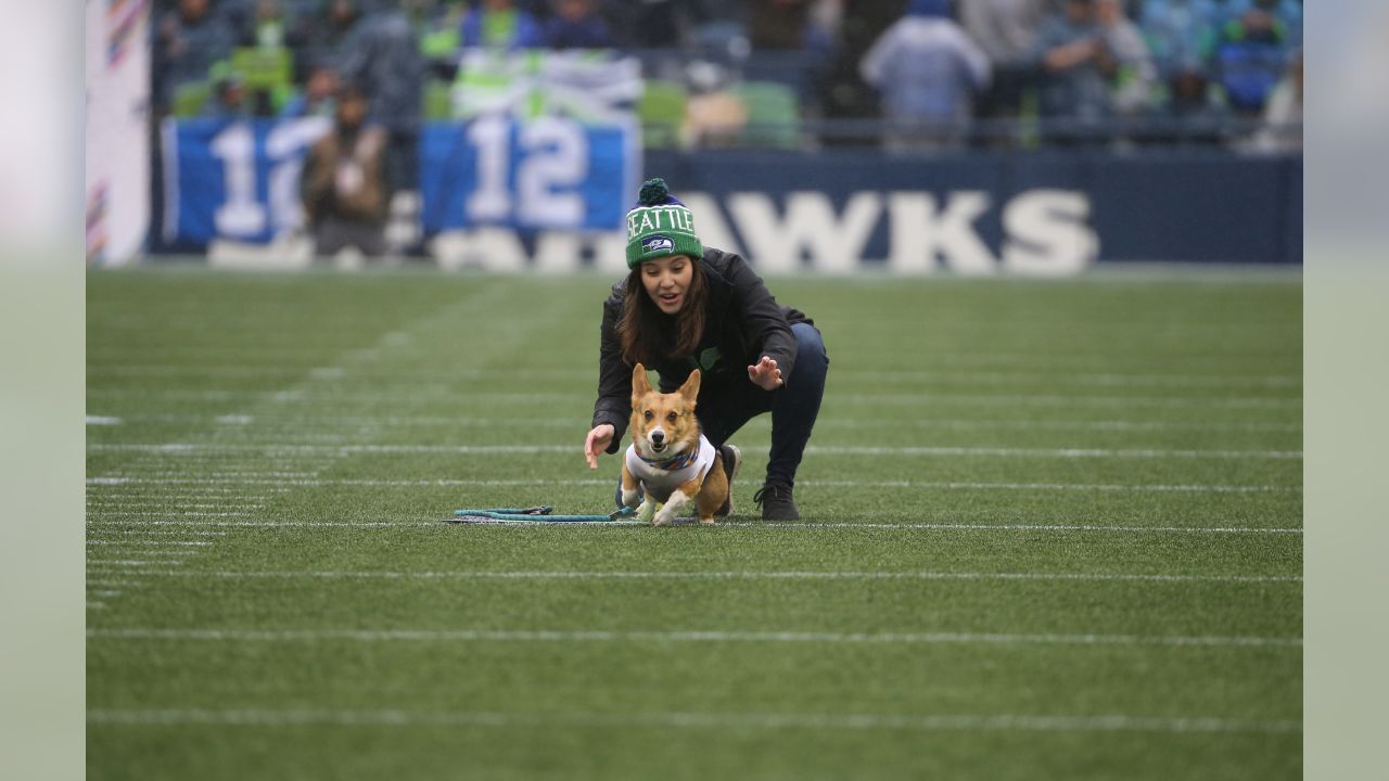 The Seahawks Dancers on X: What we've all been waiting for OUR CORGI  CUP WINNER 