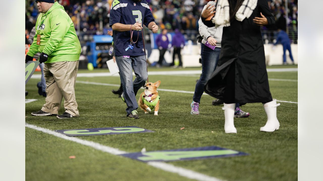 The Seahawks Dancers on X: What we've all been waiting for OUR CORGI  CUP WINNER 