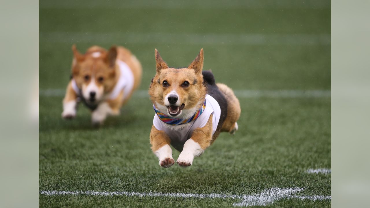 Chargers Host Corgi Cup During NFL Halftime