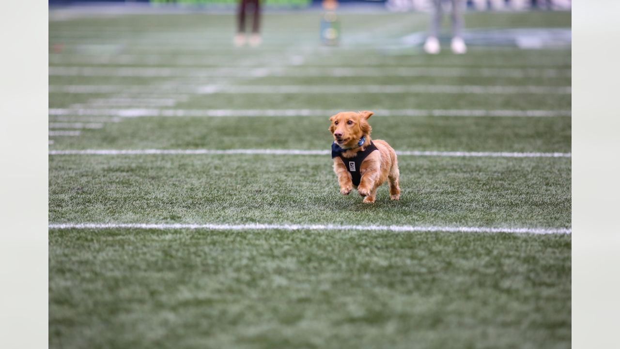 The Seahawks game is a 12th Dog and 12th Pony show 