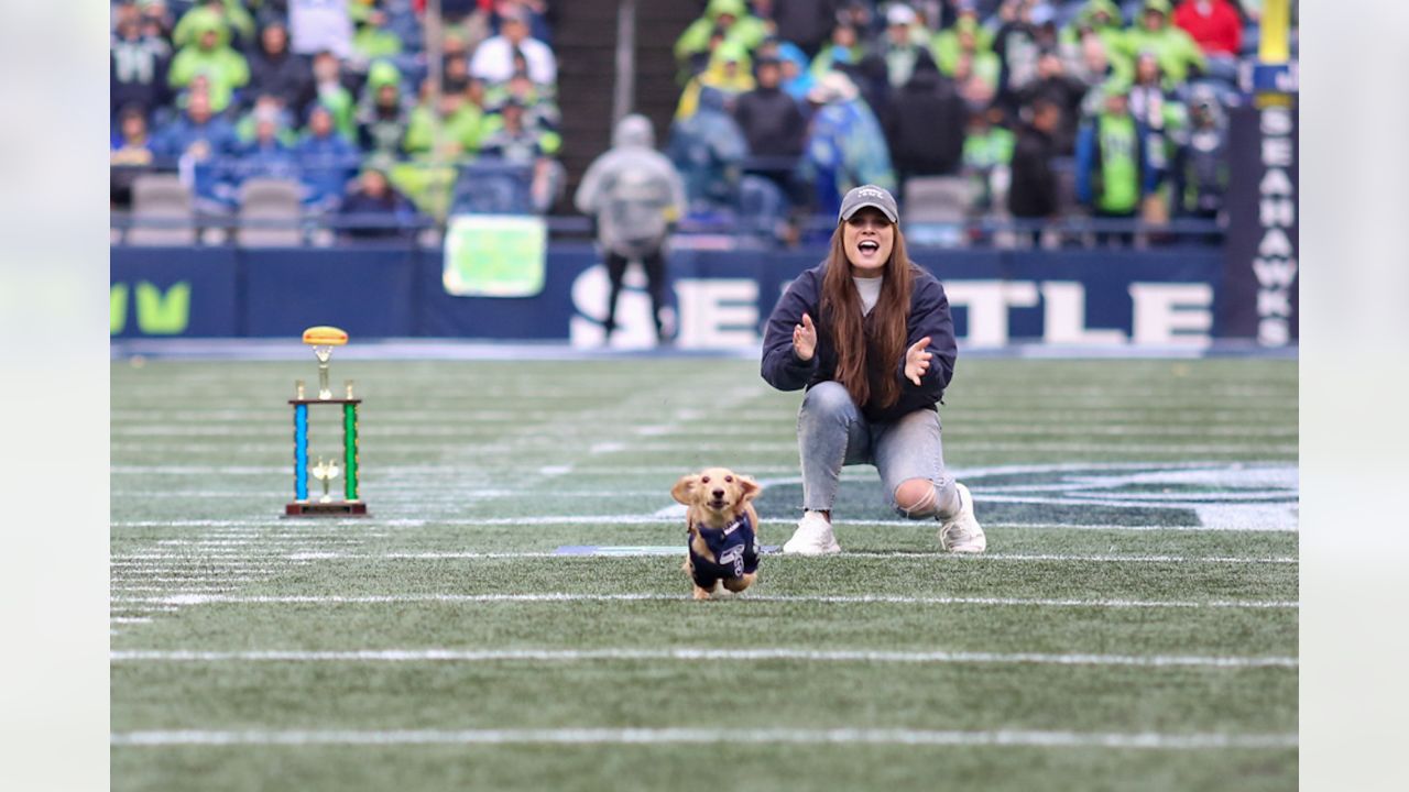 15 Best Seattle Seahawks Dog Products to Celebrate the 2023