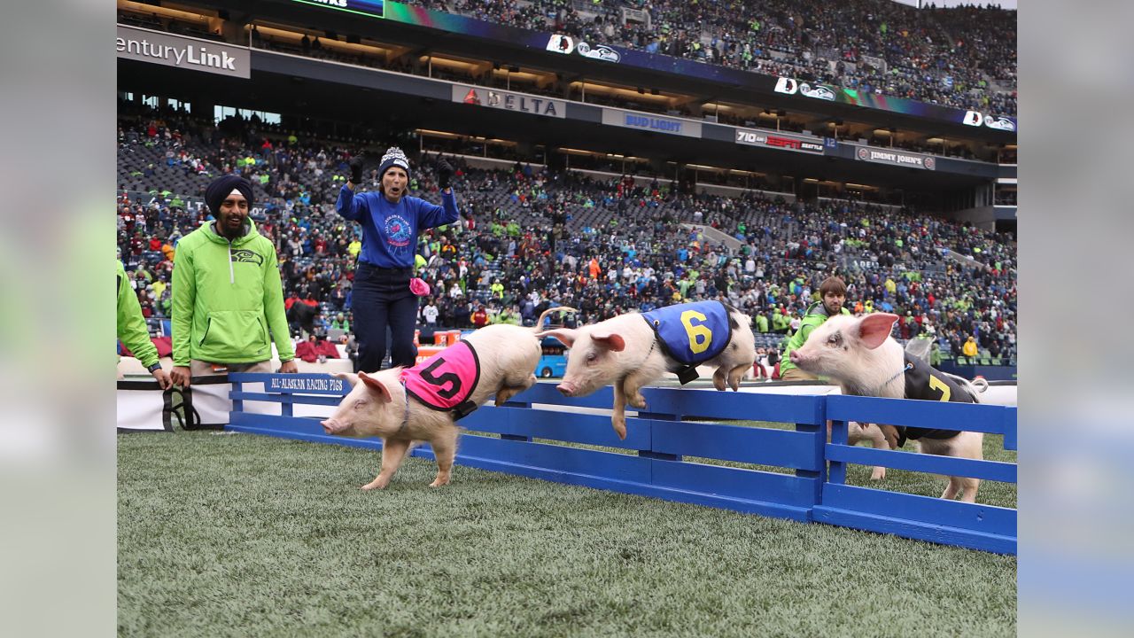 New York Giants on X: Happy #NationalPetDay! 