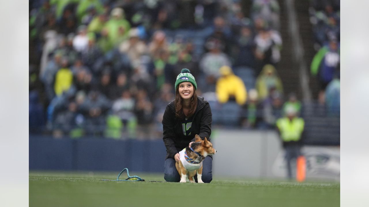 The Seahawks Dancers on X: What we've all been waiting for OUR CORGI  CUP WINNER 