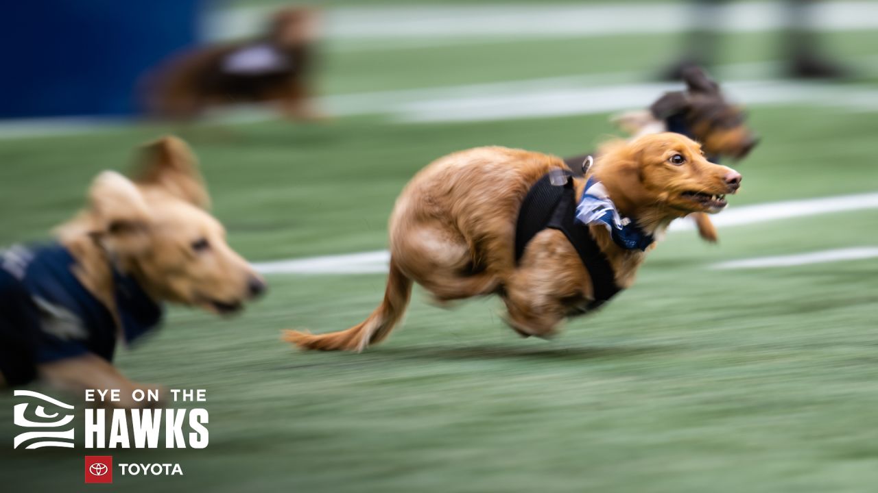 Seattle Seahawks on X: K9 doing K9 things 