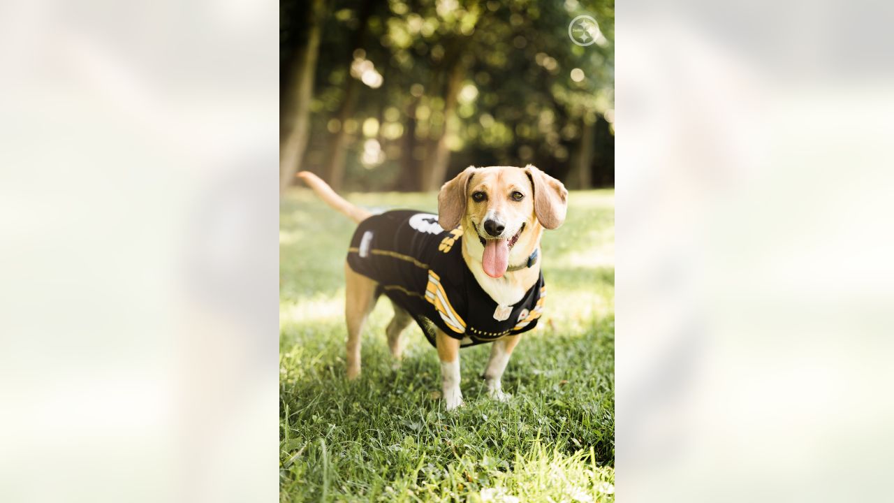 PHOTOS: Steelers Pets - July 7