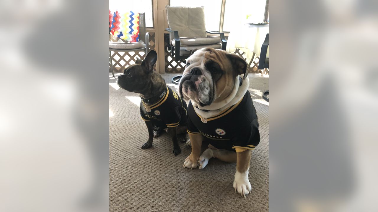 May is National Pet Month and it's the perfect excuse to treat your furry  Steelers fan to some new black & gold gear! 