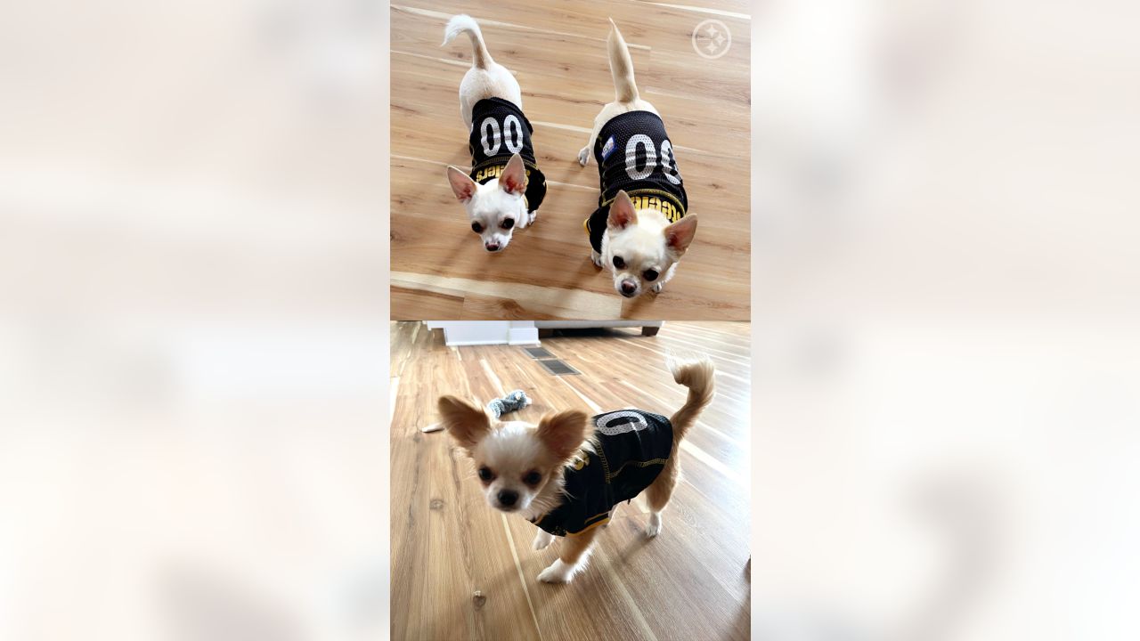 PHOTOS: Steelers Pets - July 7