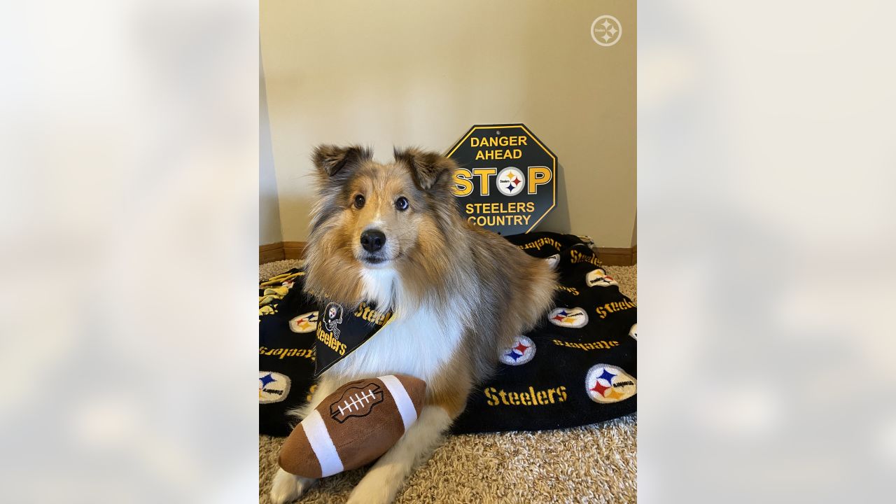 PHOTOS: Steelers Pets