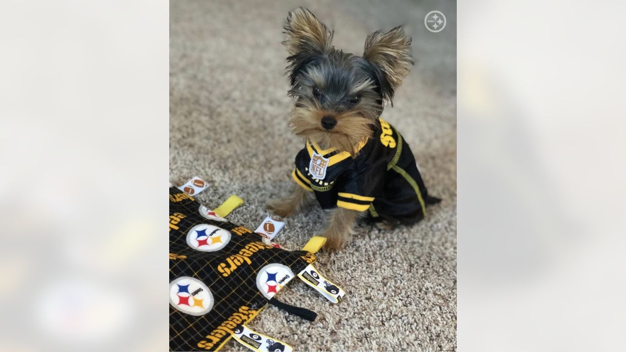 NFL, Dog, Nfl Cheerleader Pet Wear Pittsburgh Steelers Size Medium