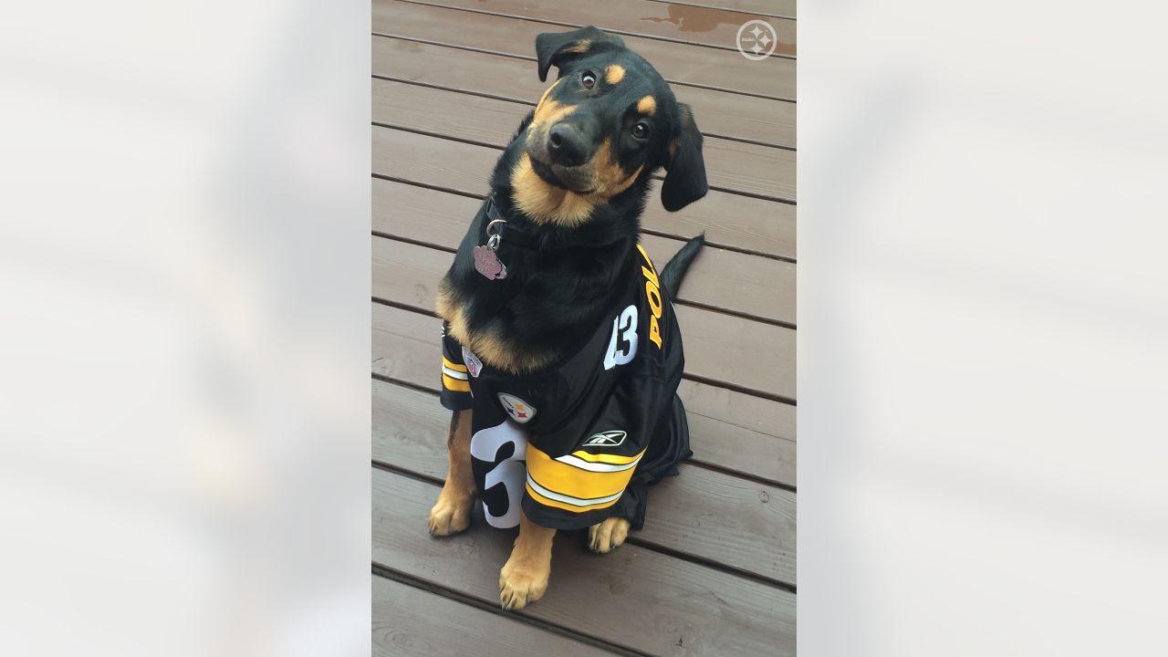 PHOTOS: Steelers Pets - July 7