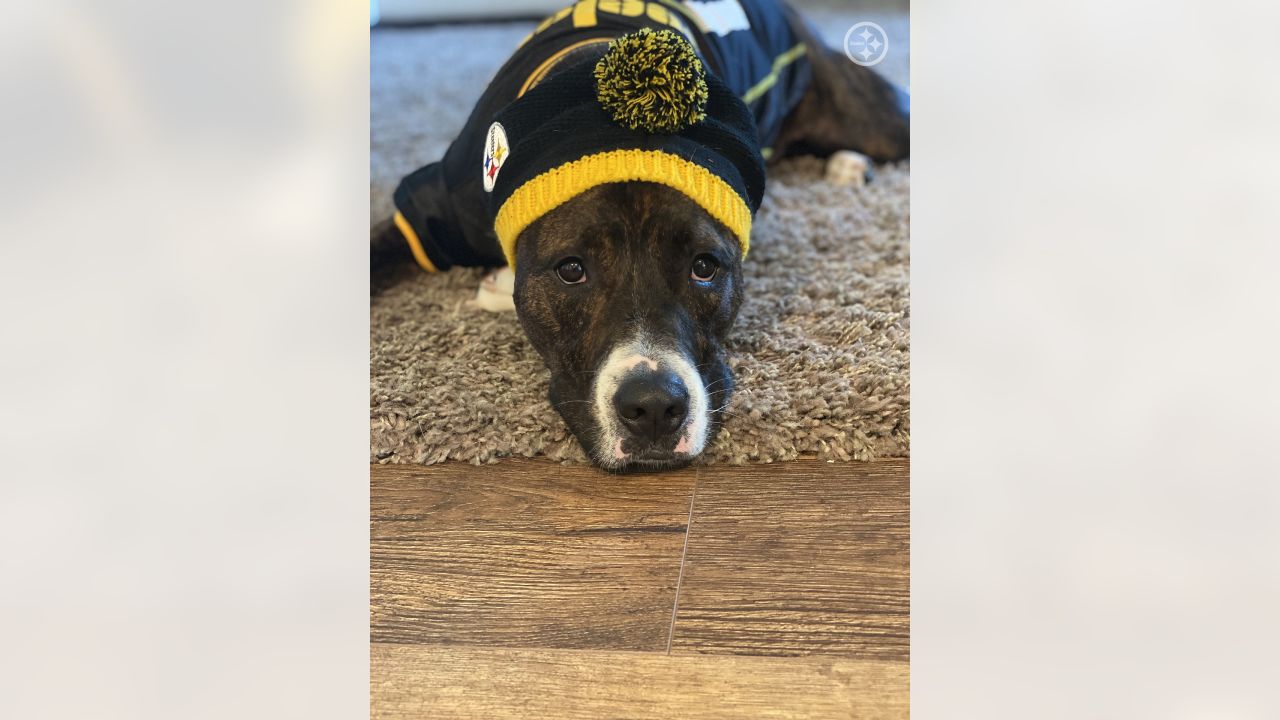 Steelers dog outlet hat