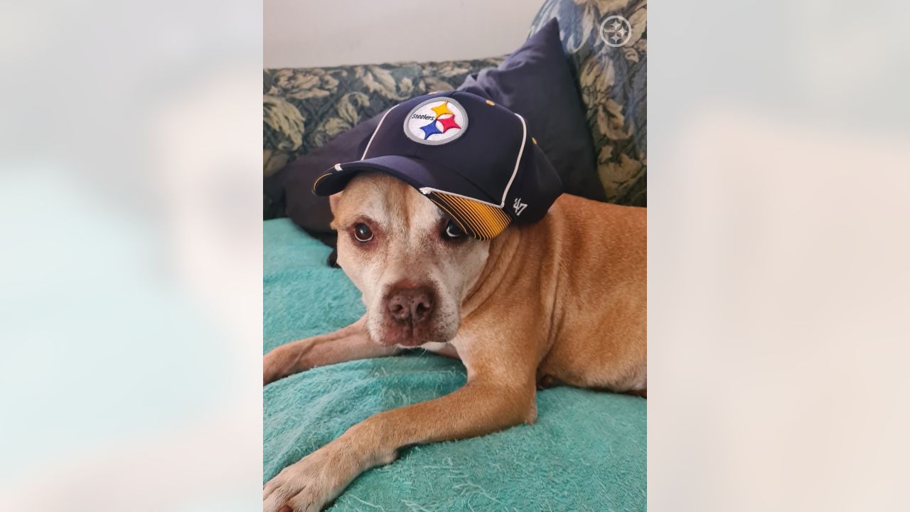 Pittsburgh Steelers Pet Baseball Hat