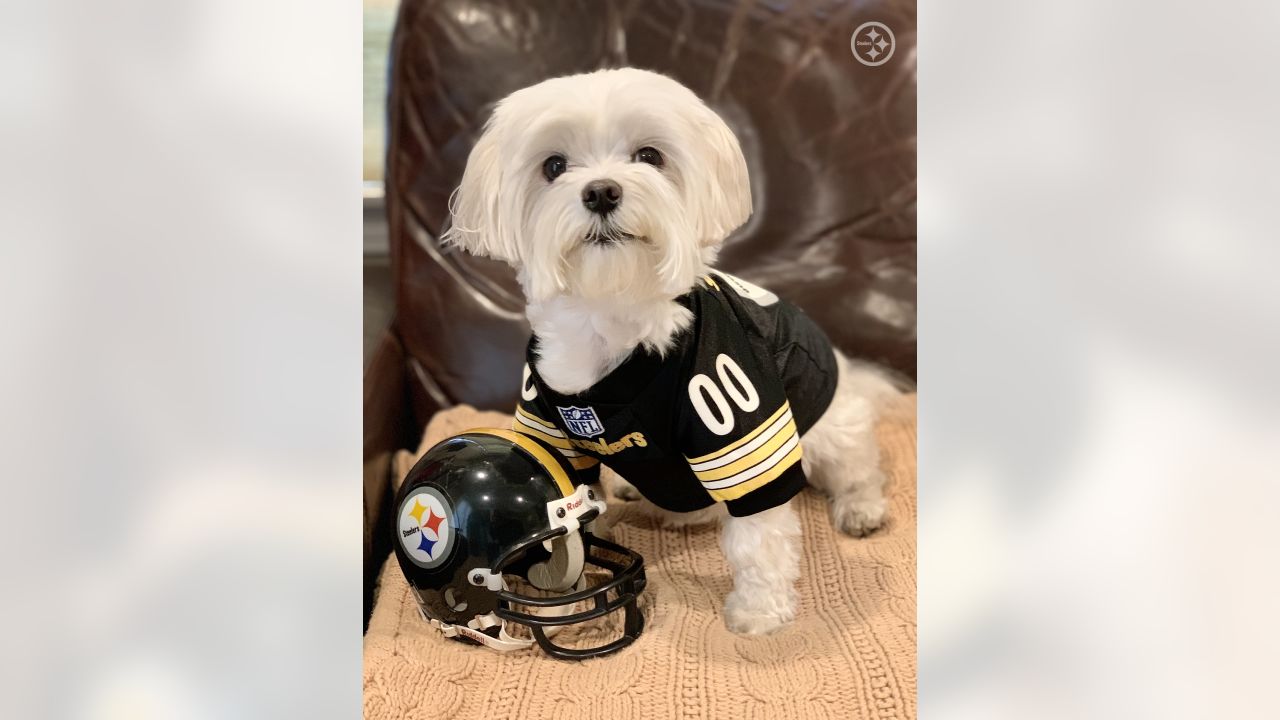 steelers puppy clothes