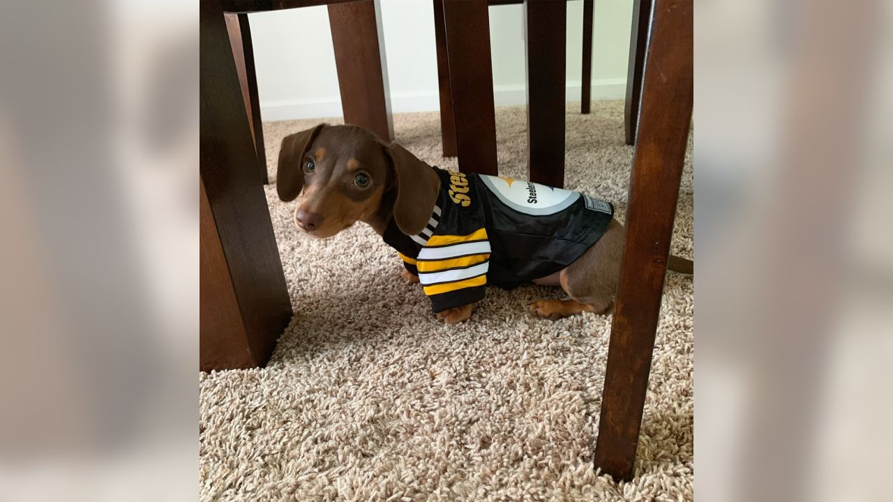 Me and My Steelers Pet