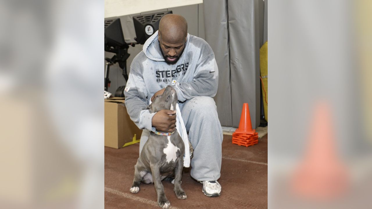 Making your Friday better one dog at - Pittsburgh Steelers