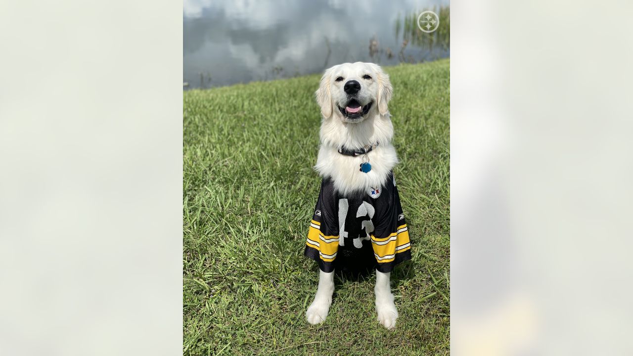 PHOTOS: My Steelers pet