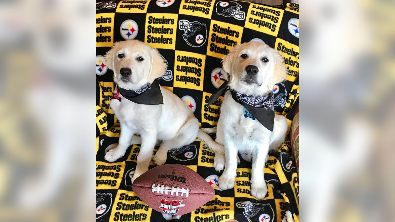 Me and My Steelers Pet