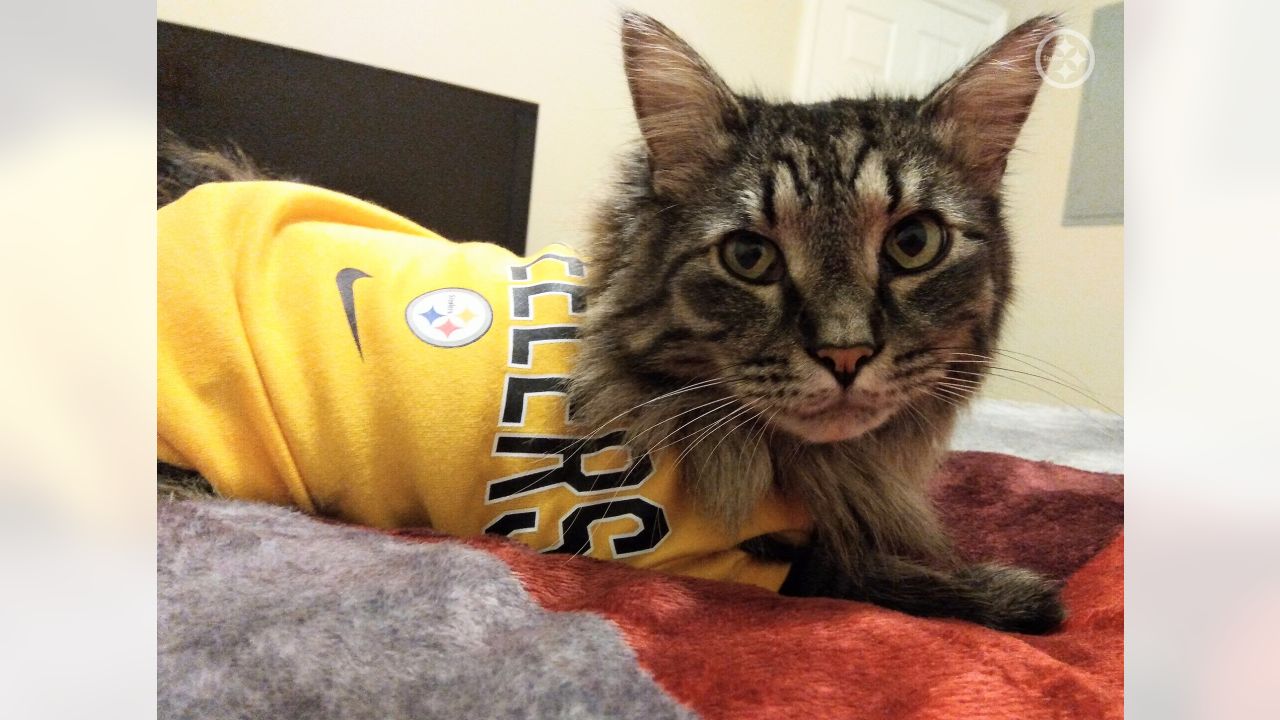 PHOTOS: Steelers Pets