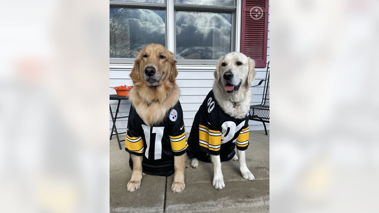 Showing off our #SteelersPets in honor of National Love Your Pet Day 