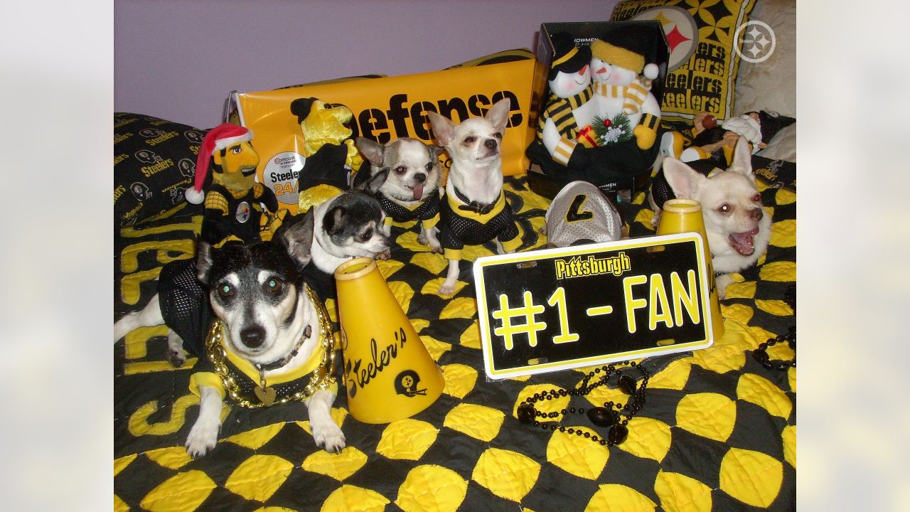 These #Steelers pets are pumped to - Pittsburgh Steelers