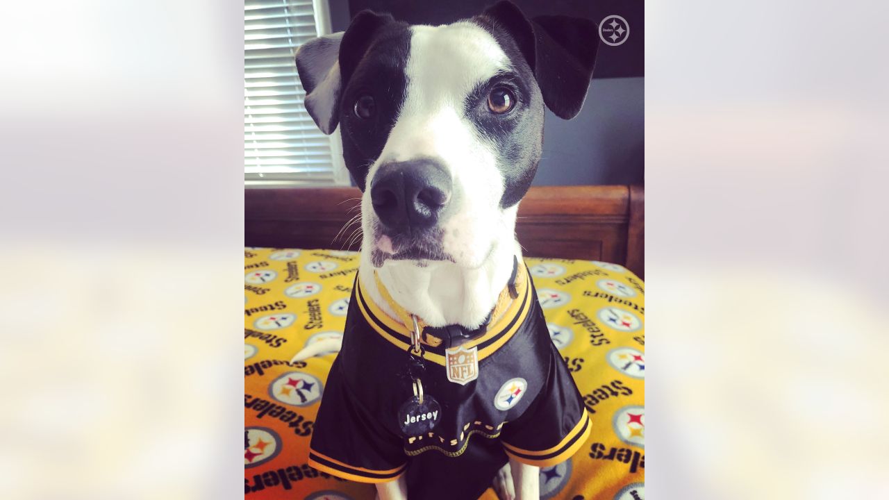 PHOTOS: My Steelers pet