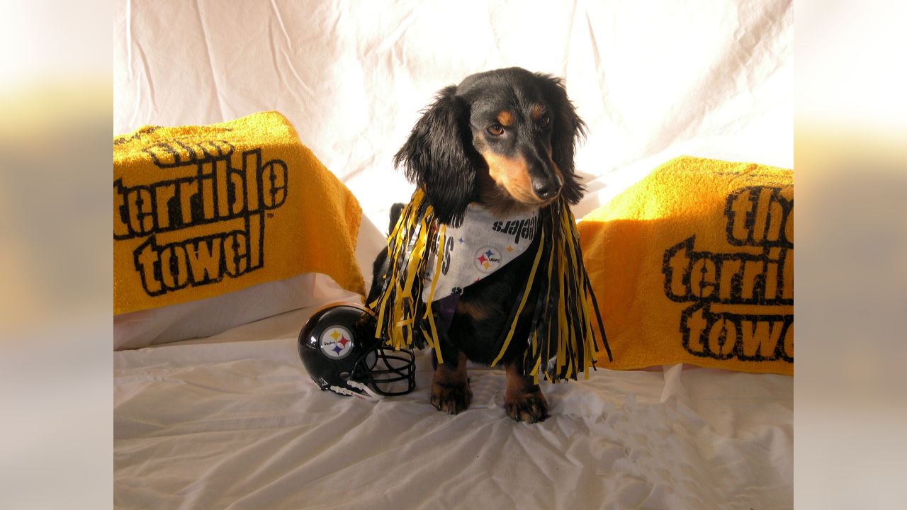 Me and My Steelers Pet