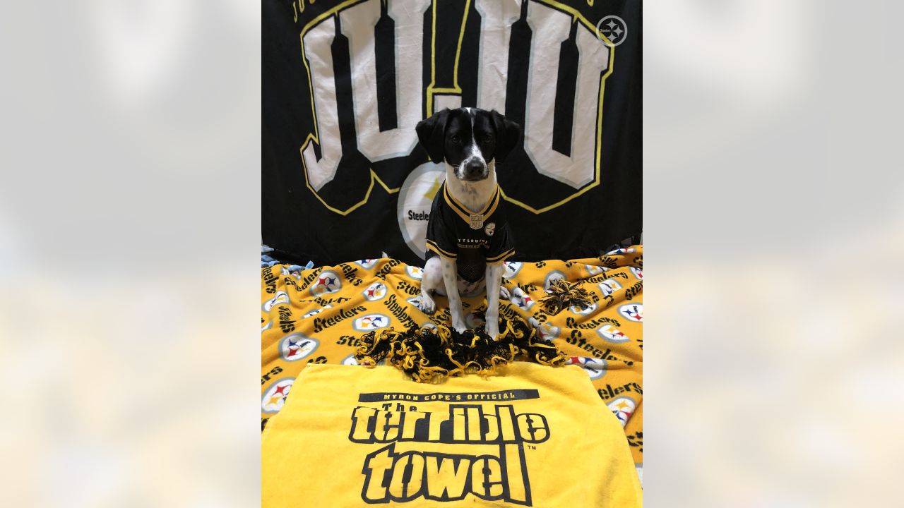 These #Steelers pets are pumped to - Pittsburgh Steelers