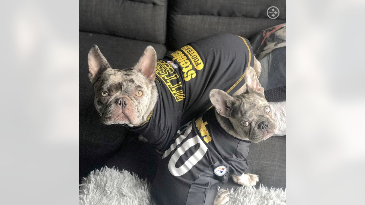 These #Steelers pets are pumped to - Pittsburgh Steelers