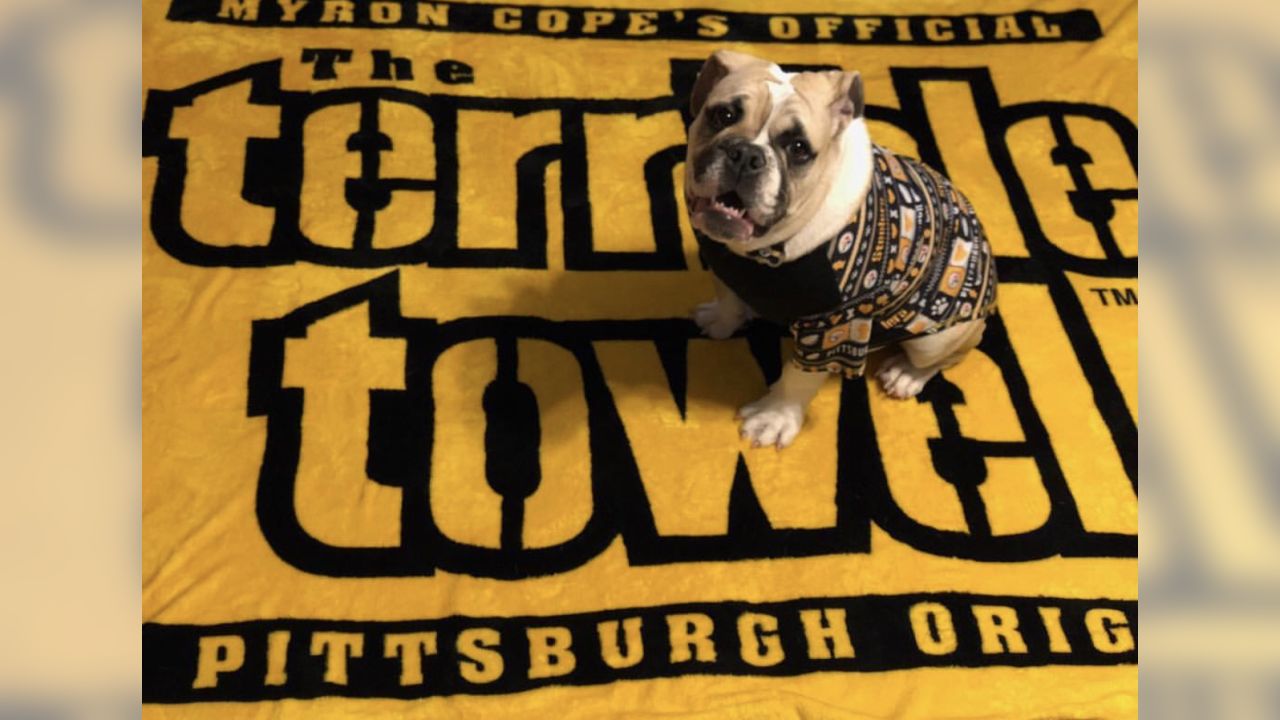 Showing off our #SteelersPets in honor of National Love Your Pet