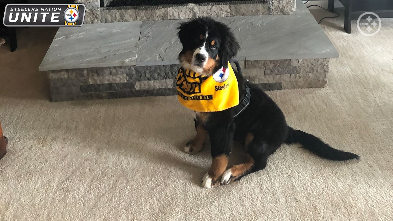 These #Steelers pets are pumped to - Pittsburgh Steelers