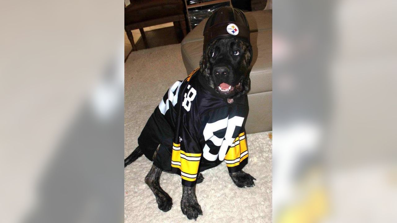 These #Steelers pets are pumped to - Pittsburgh Steelers