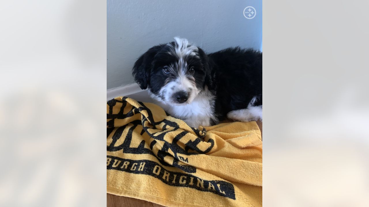 PHOTOS: My Steelers pet