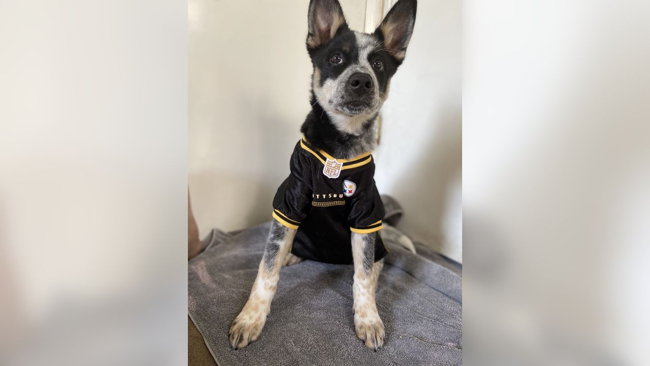 Pittsburgh Steelers Pet Pajamas