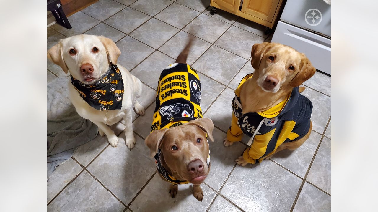 Pittsburgh Steelers Dog Bandana Personalized Football 