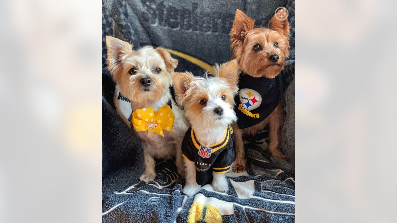 PHOTOS: Steelers Pets - July 7