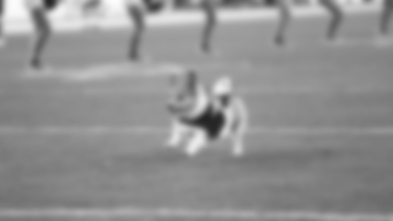 49ers Corgi Race