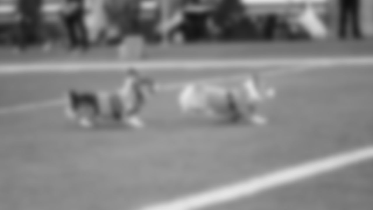 49ers Corgi Race