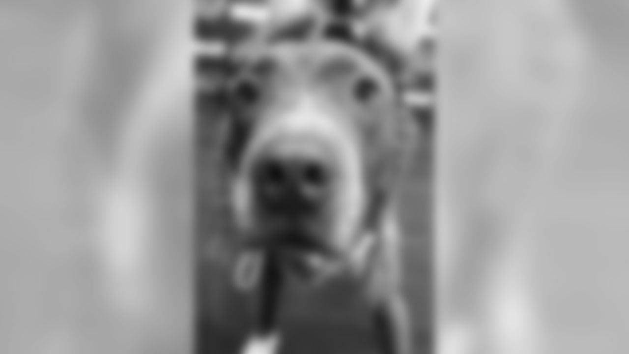 Age/Breed: Two-and-half year-old pit bull/labrador mix
Weight: 55 pounds
Coco is neutered, house-trained, knows how to sit and stay and even obeys "no" without trouble! He is great with cats, dogs and kids. During his downtime, Coco enjoys hugs and snuggles.
To fill out an application to adopt Coco and to view other adoptable dogs, click here!