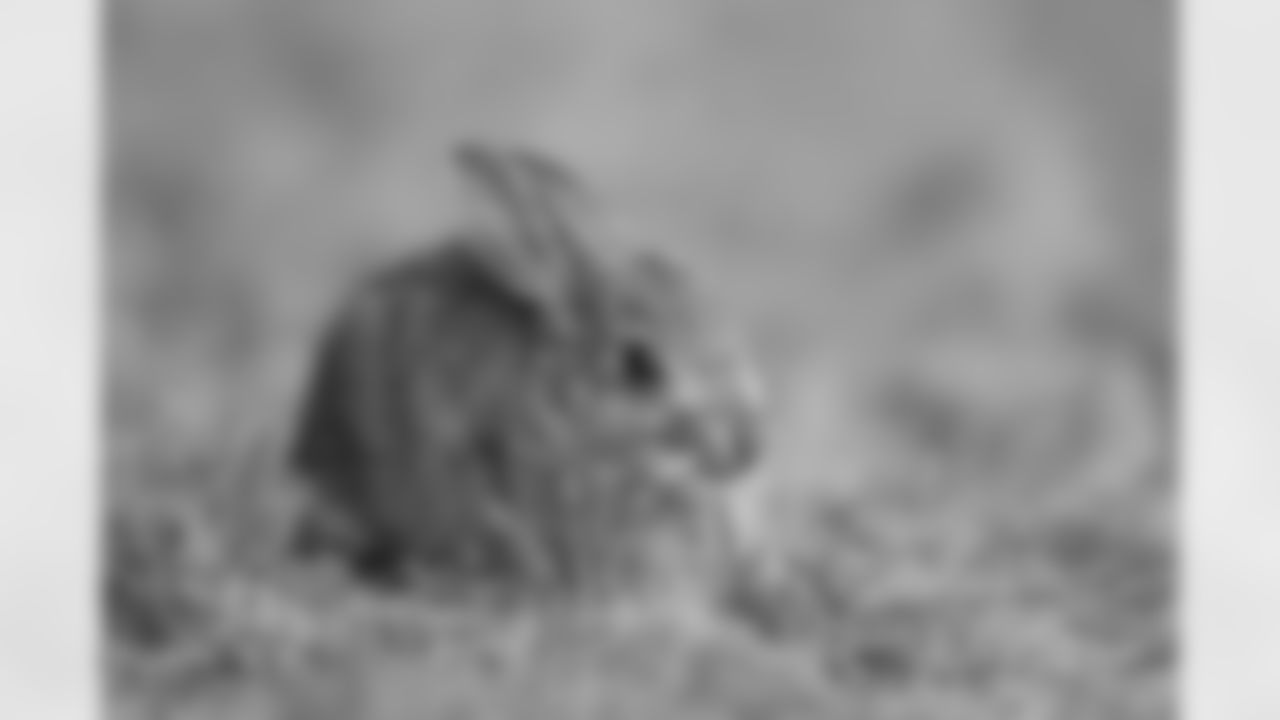 A rabbit during training camp on Wednesday, July 28, 2021 at UCHealth Training Center in Englewood, Colorado.
Photo by Gabriel Christus