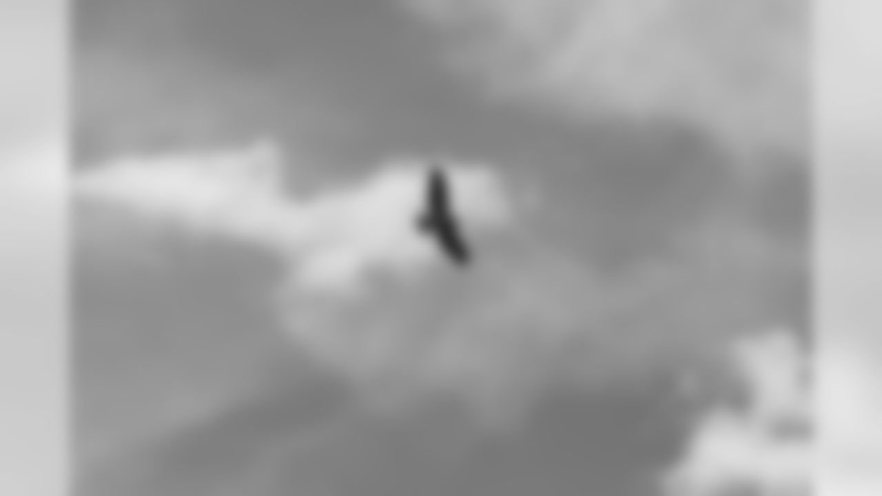 A bird -- possibly a spy for the Seahawks or Falcons -- flies above the practice fields.