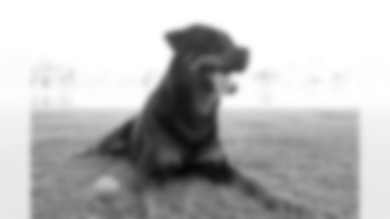 DT Frostee Rucker's dog, Cash